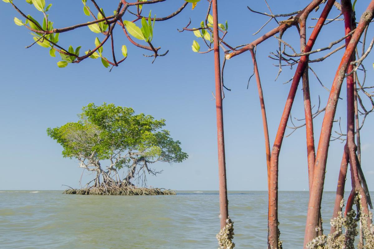 Everglades City waterway