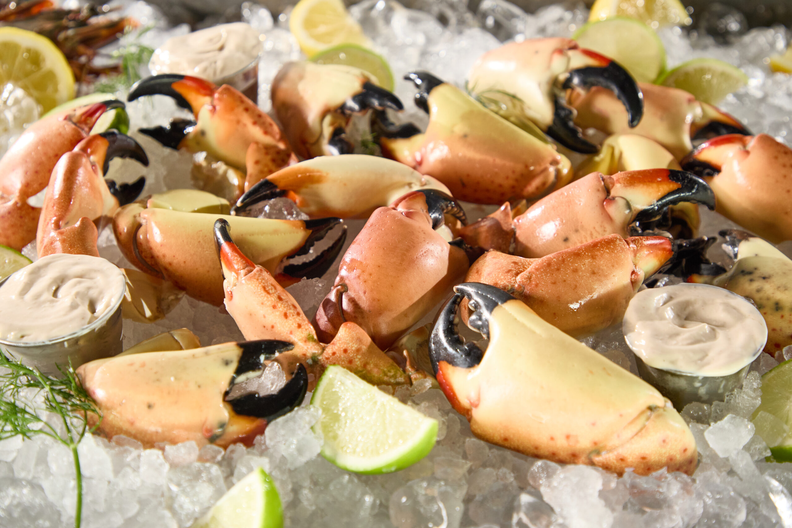 Fresh stone crabs from the boat