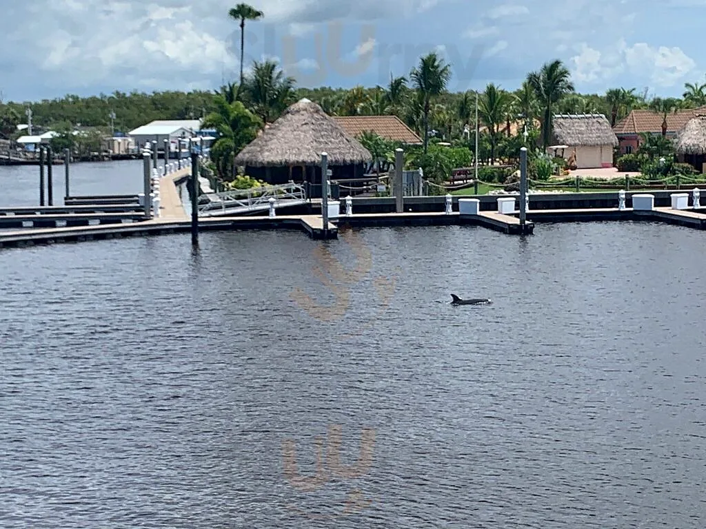 A dolphin in the river off the dock