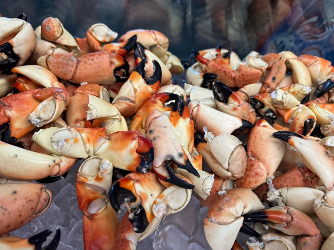A big pile of fresh stone crab claws