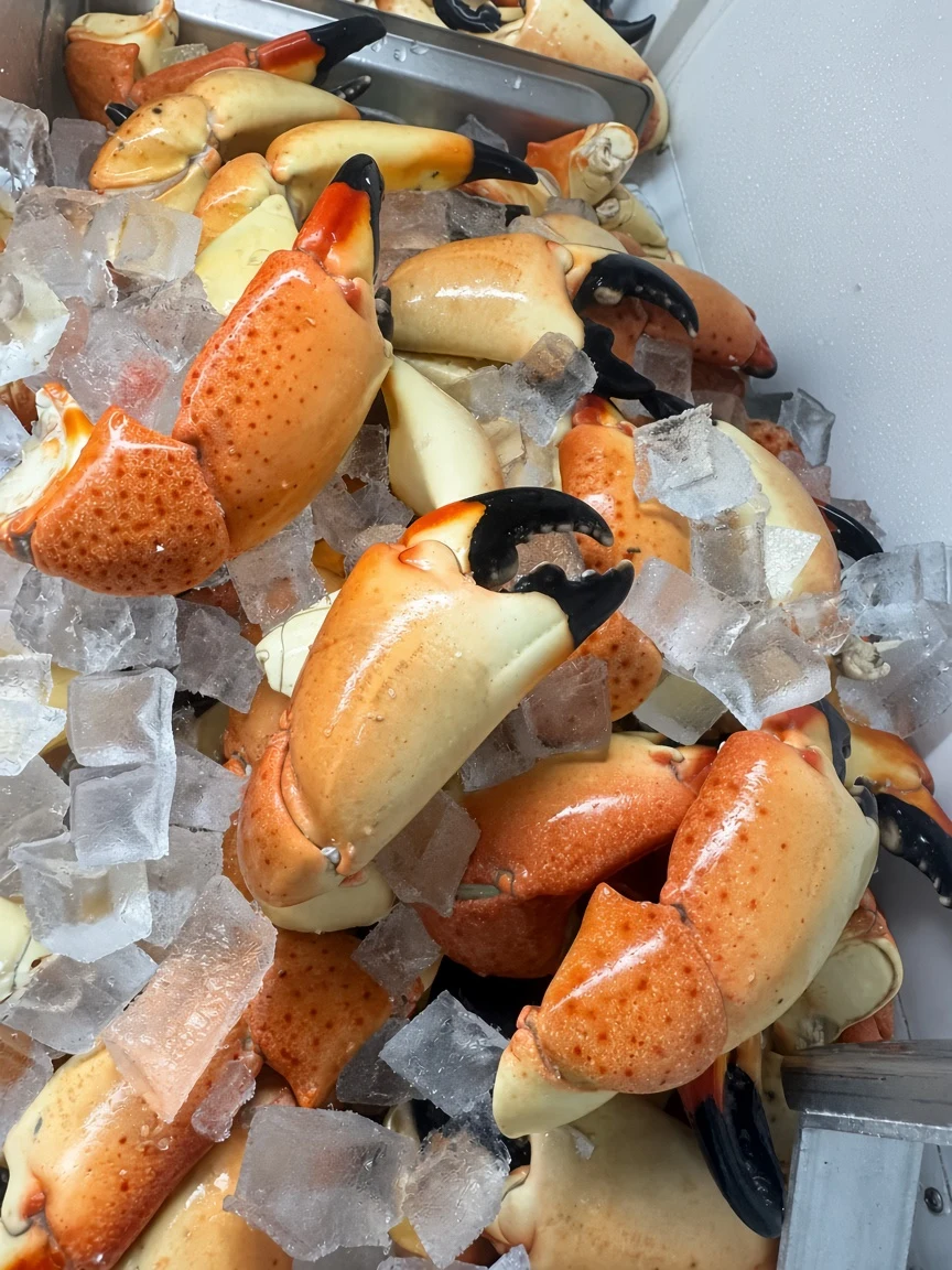 Stone crab claws on a tray of ice